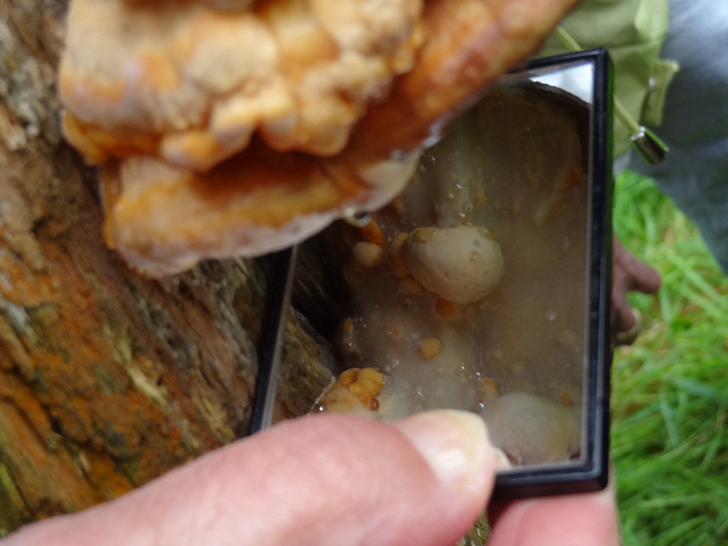  Uistapje 2017, rondleiding in de natuur en uitleg van de natuur. 